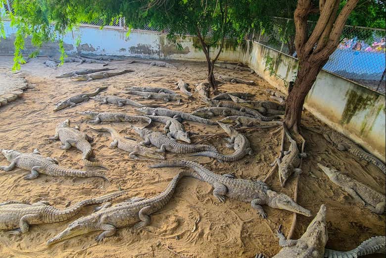 Allevamento di coccodrilli a Puerto Pizarro