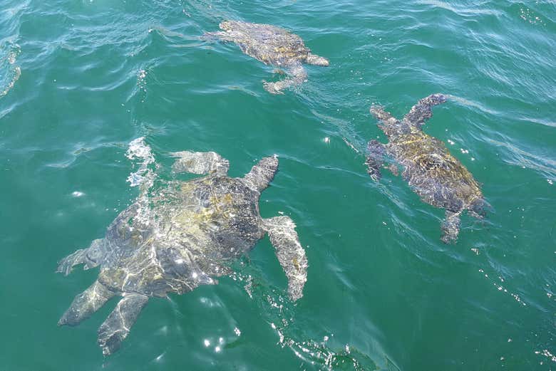 Grupo tortugas verdes peruanas