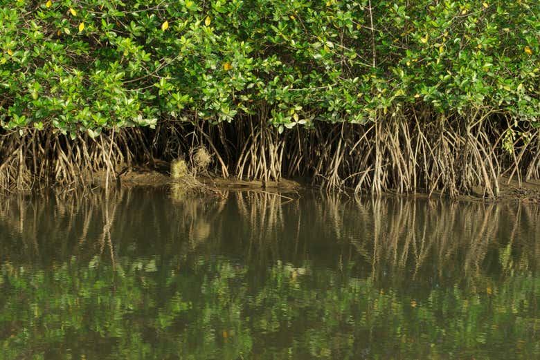 Manglares de Puerto Pizarro