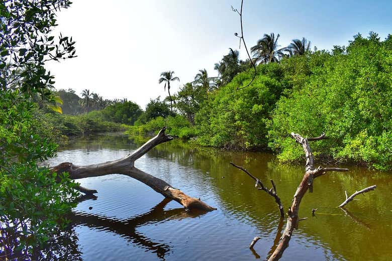 Tour por los manglares de Tumbes