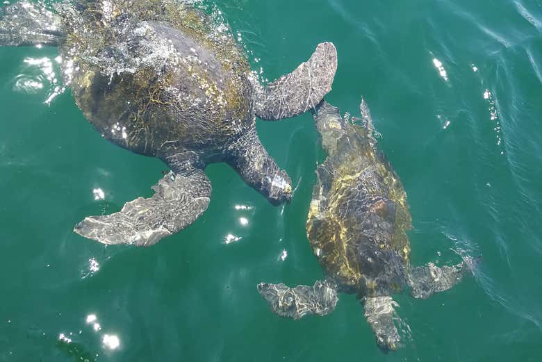 Nado con tortugas en Los Órganos y Vichayito desde Máncora Nado con tortugas en Los Órganos y Vichayito desde Máncora