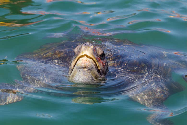 Ejemplar de tortuga marina