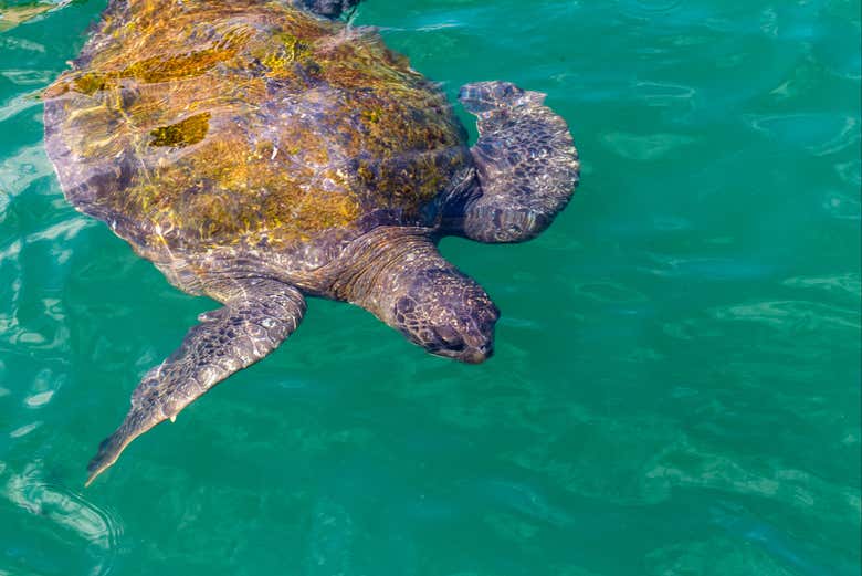 Tortuga marina en el litoral de Máncora