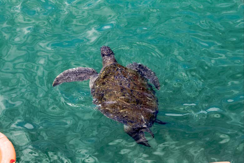 Tortuga verde de Máncora