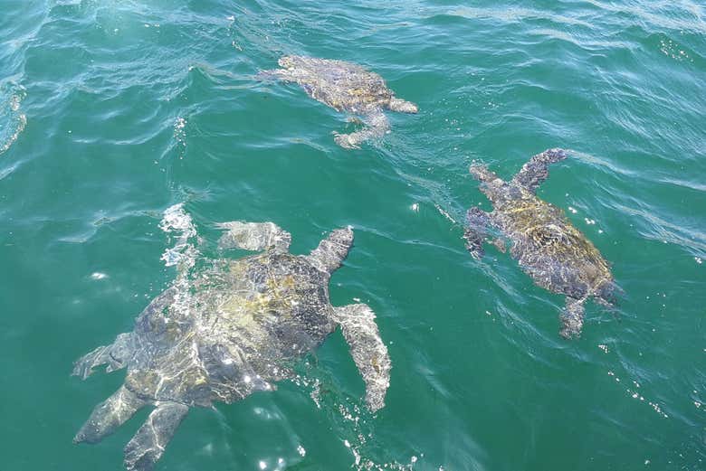 Tortugas marinas