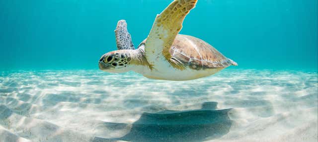 Swimming with Sea Turtles at Vichayito Beach