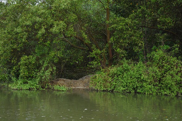 Tour por los manglares de Tumbes