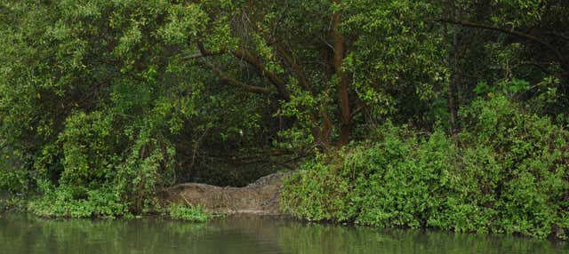 Tour pelos manguezais de Tumbes
