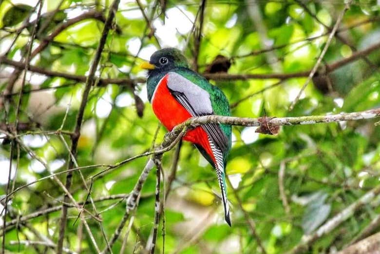 Admiring the birds of the Santa Elena Reserve