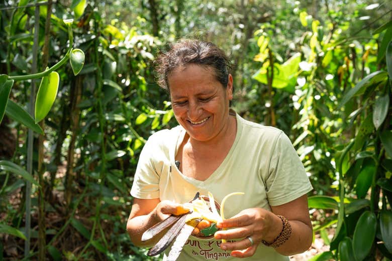 Plantaciones de vainilla
