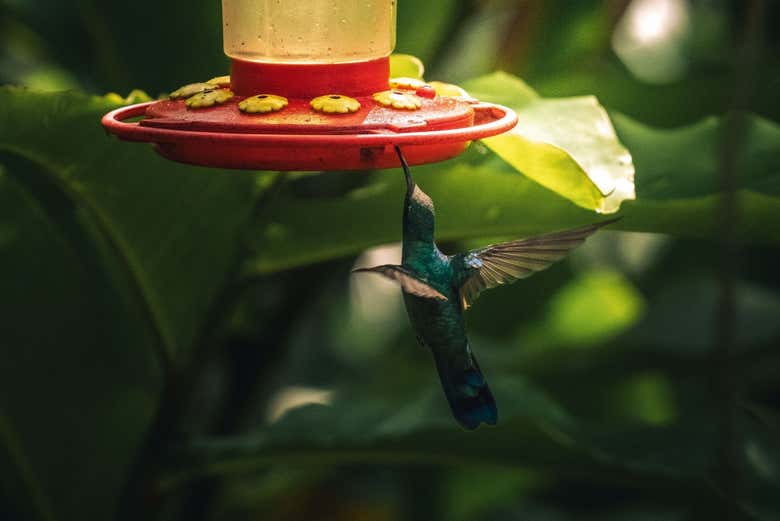 Flore y fauna de Wakanqui