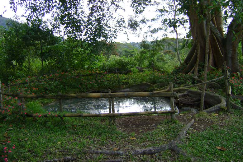 Conociendo la flora de la zona
