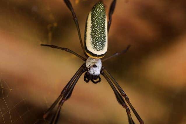 Conociendo la fauna local