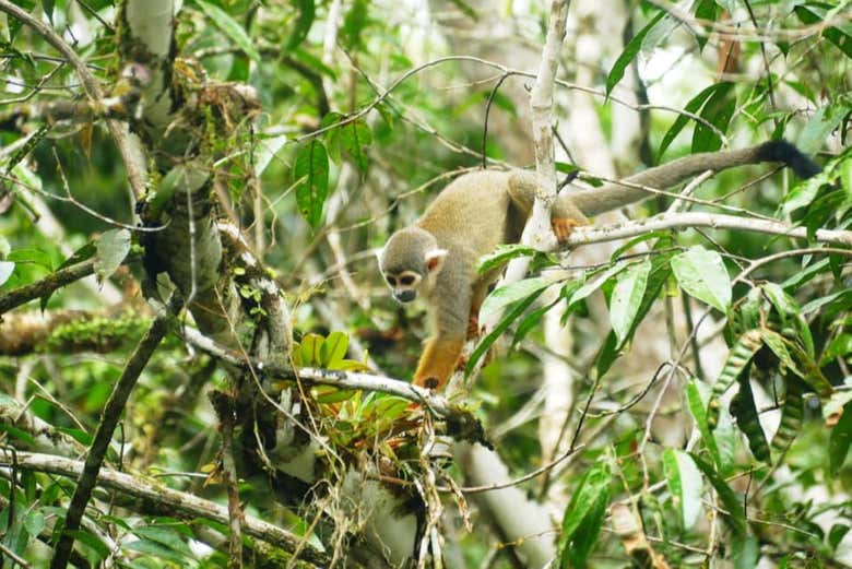 Un mono en la selva