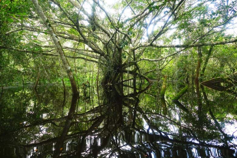 Admirando la naturaleza