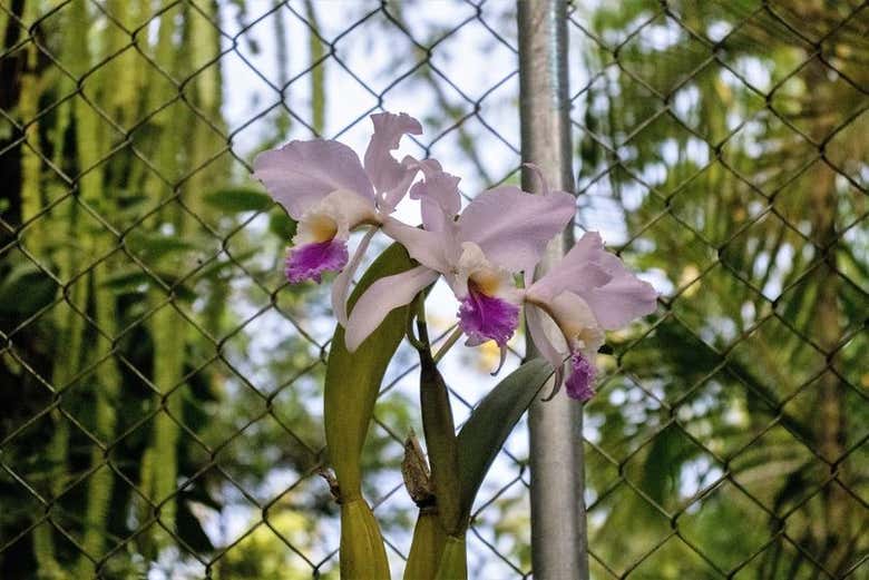 Orquídeas en Waqanki