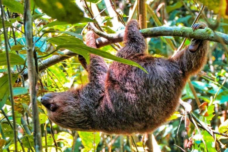 A sloth in the reserve
