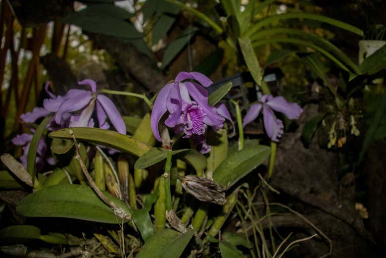 Reserva forestal Waqanki