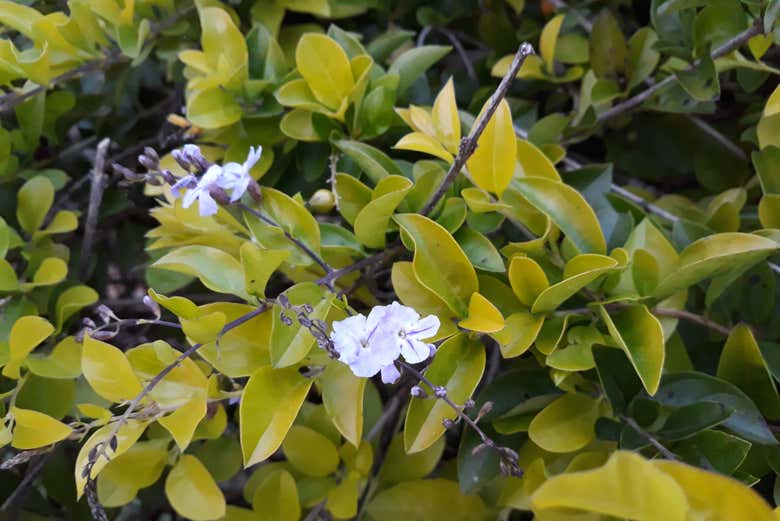 Vivero de orquídeas de Moyobamba