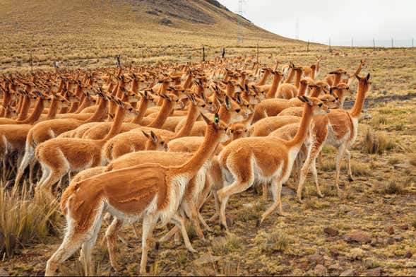 Excursión a la Pampa Galeras Bárbara D’Achille