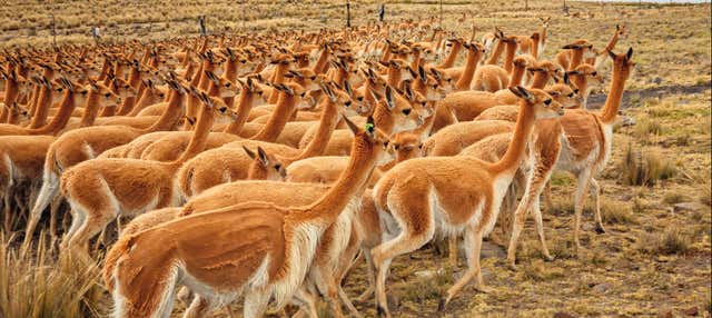 Excursion à la Réserve nationale Pampas Galeras-Bárbara d'Achille