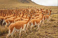 Excursão à Reserva Nacional Pampa Galeras Bárbara D’Achille