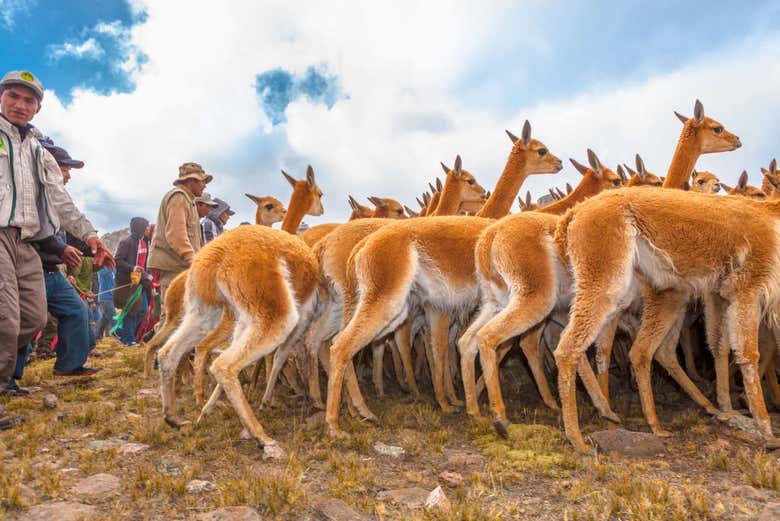Visiting the vicuñas and guanacos