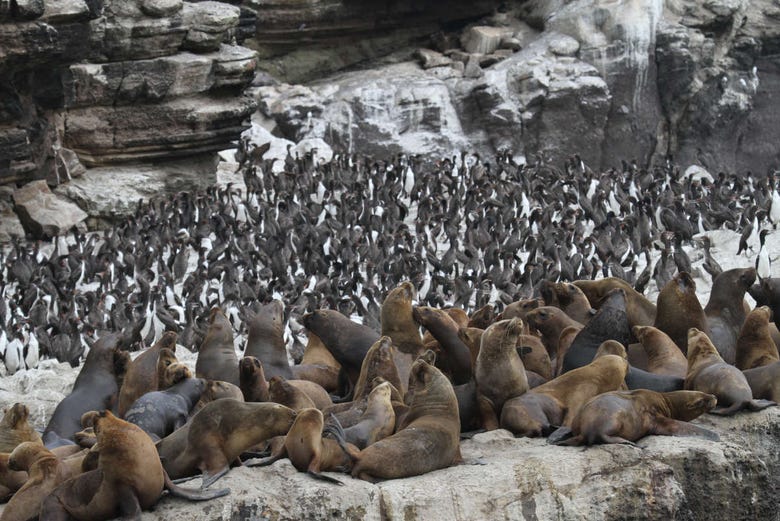 Colonia de lobos marinos y pingüinos Humboldt 