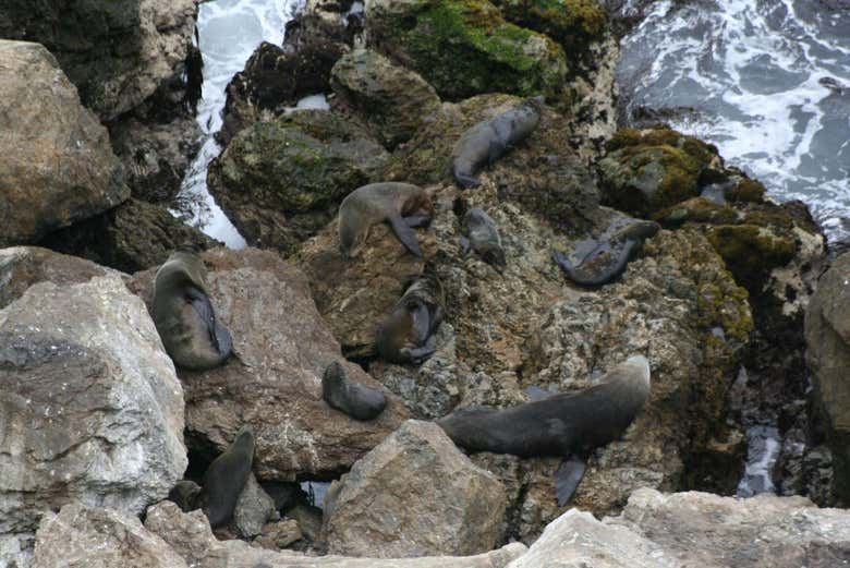 Leoni marini nella baia