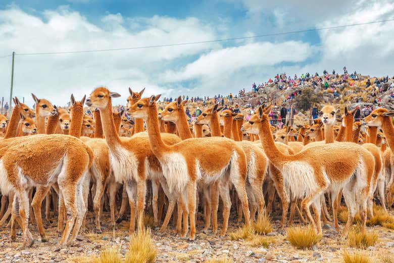 Vicuñas y guanacos