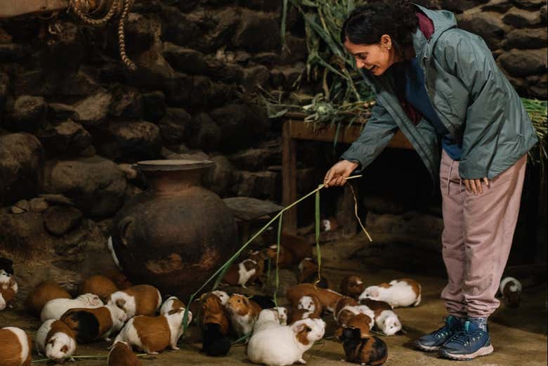 Casa del tiempo de los incas con criadero de cuyes