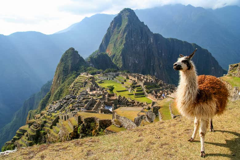Machu Picchu e un simpatico lama