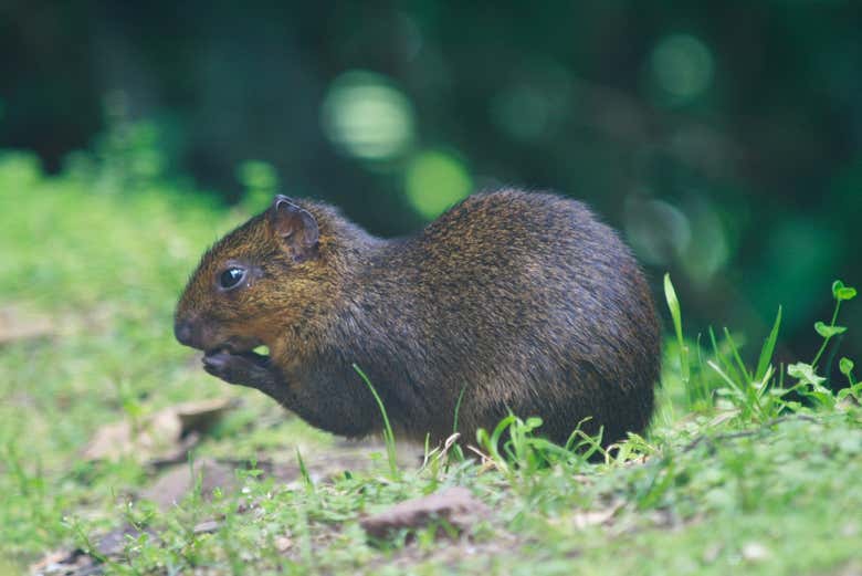 Ardilla en el parque Yanachaga Chemillén