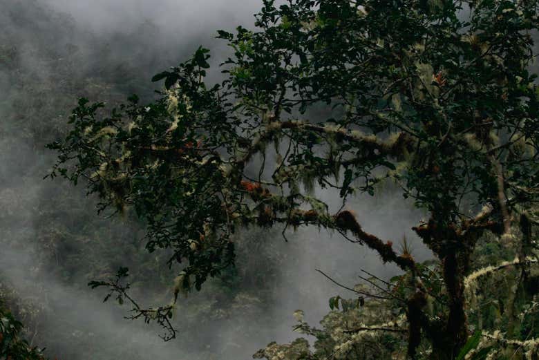 Bosques de neblina