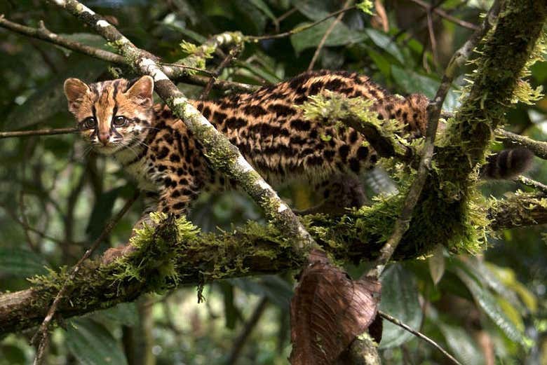 Fauna de Yanachaga Chemillén