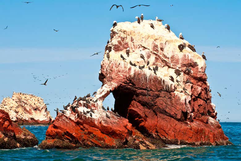 Miles de aves guaneras sobrevuelan las Islas Ballestas