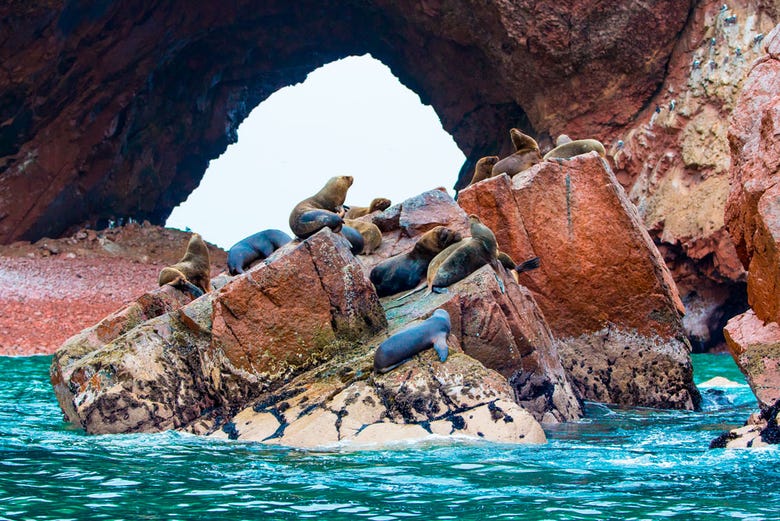 Sea lions in their natural habitat