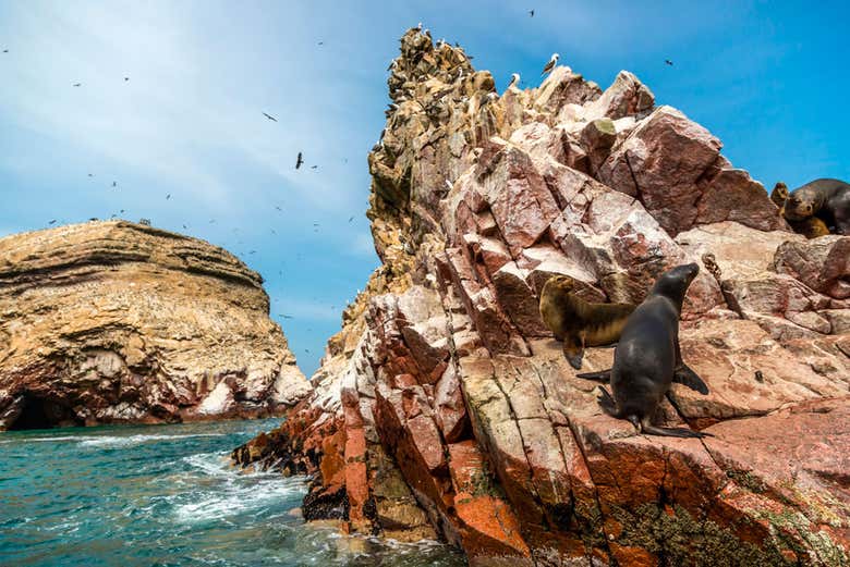 Leões-marinhos em Paracas