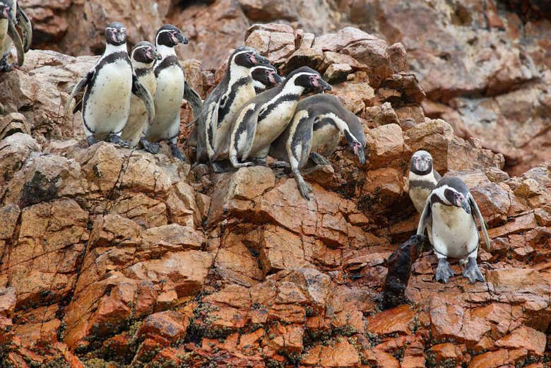 Pingüinos de Humboldt