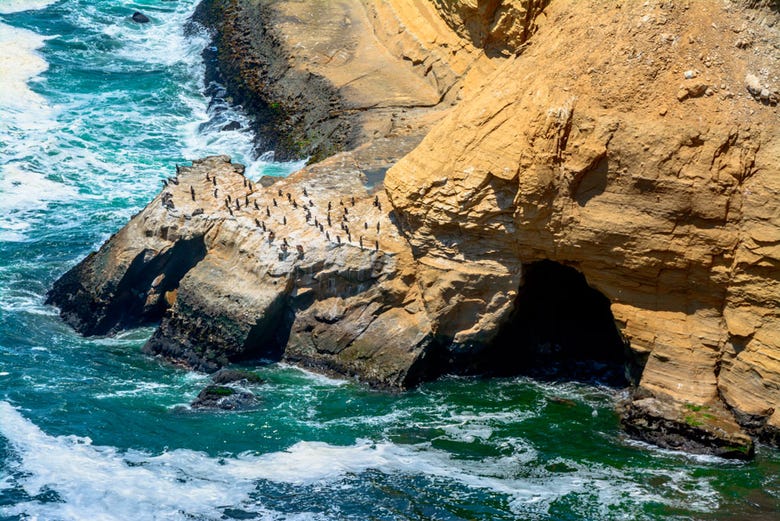 Spotting local wildlife in Paracas National Reserve
