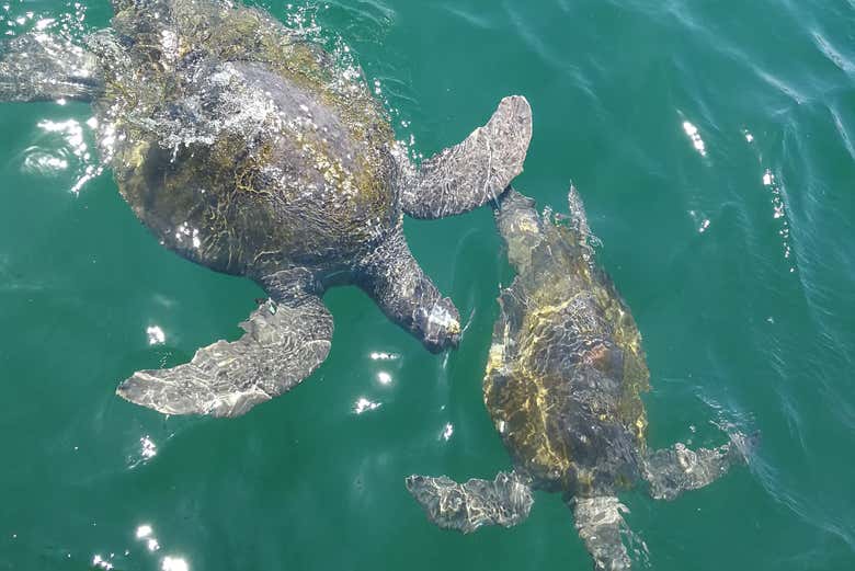 Pareja de tortugas en las aguas de Máncora
