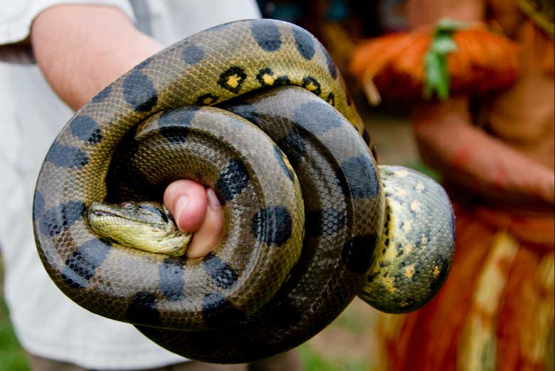 Anaconda en la mano 
