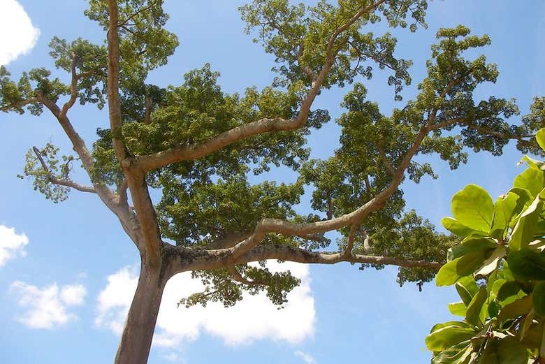 Tree in Puerto Callao