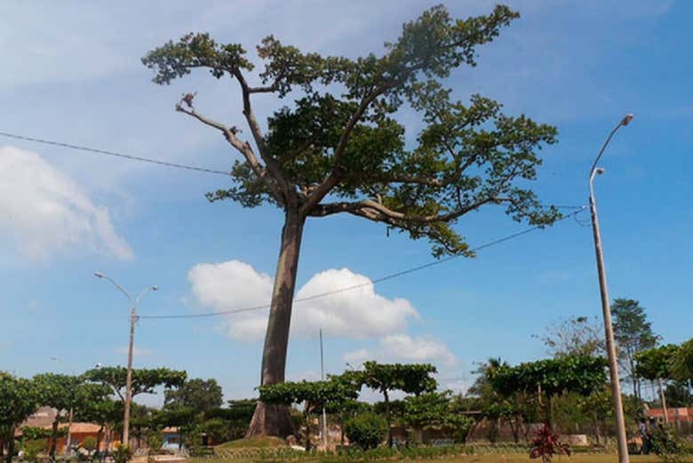 La Lupuna, uma árvore de 70 metros
