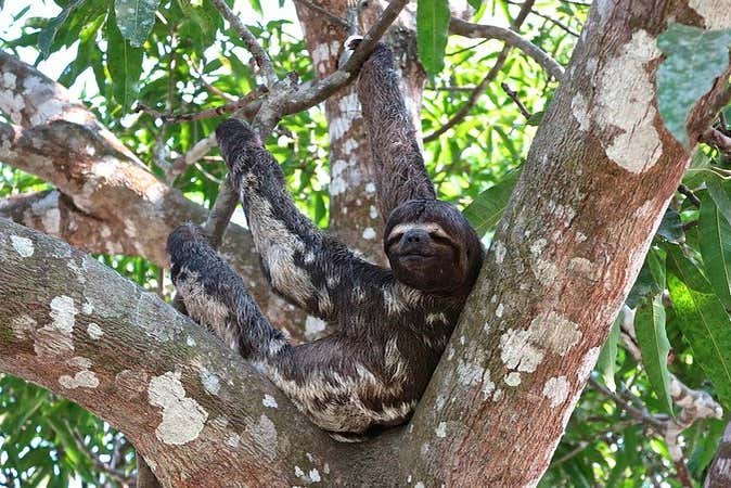 Sloth in the jungle