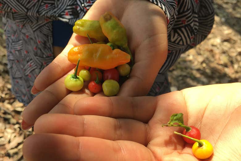Diverse varietà di peperoncino