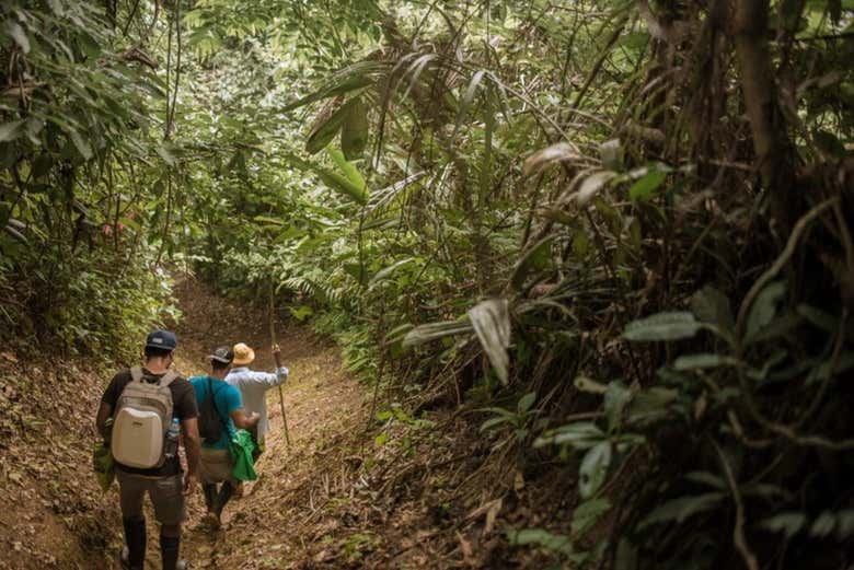 Caminata por la selva peruana