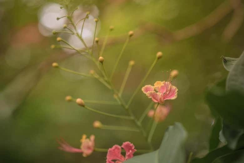Contemplando la flora local
