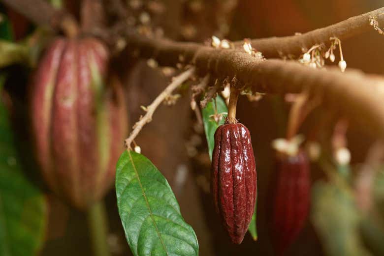 Árbol del cacao
