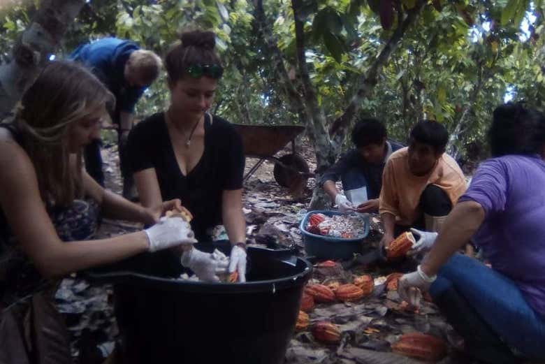 Preparation of the fruits
